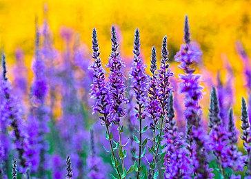 《FIFA22》Volta深入探索预告 详细介绍Volte模式